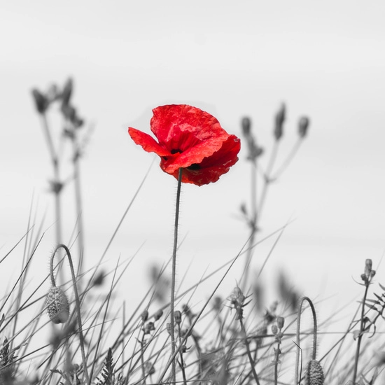 Coquelicot rouge  Antarius Avocats